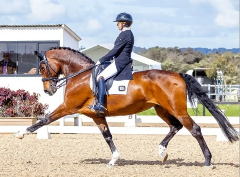 Dressage horse and rider